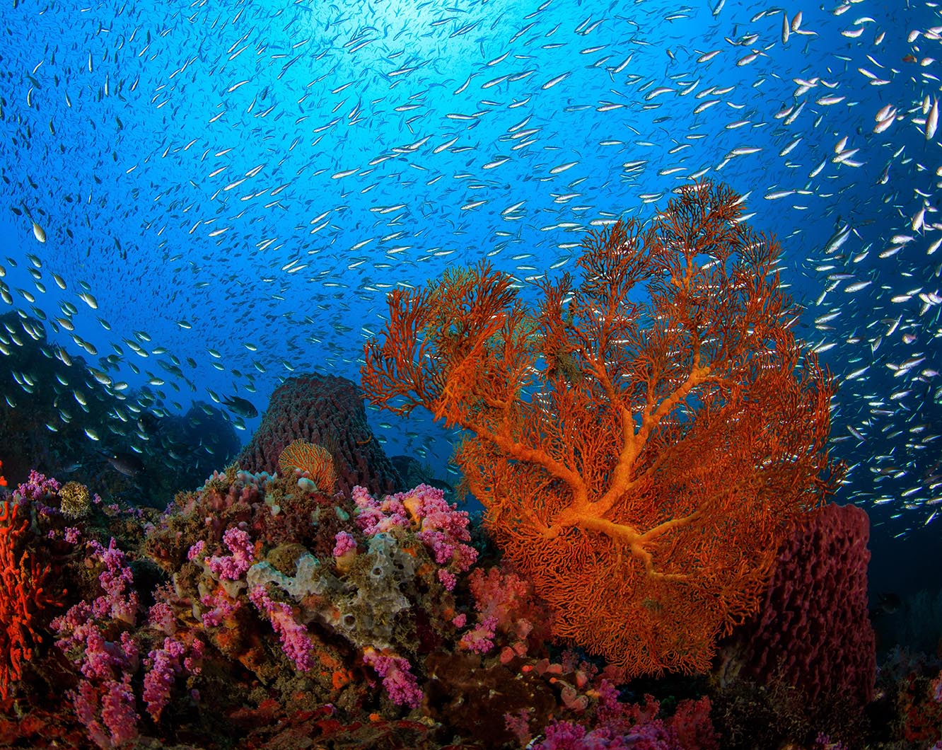 Impact on ocean food systems